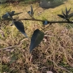 Solanum nigrum at Fadden, ACT - 15 Jul 2023