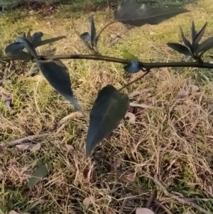 Solanum nigrum at Fadden, ACT - 15 Jul 2023 07:51 AM