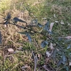 Solanum nigrum at Fadden, ACT - 15 Jul 2023