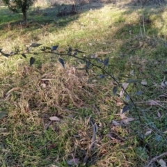 Solanum nigrum at Fadden, ACT - 15 Jul 2023 07:51 AM