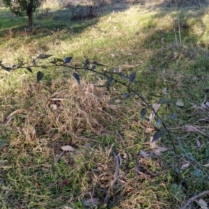 Solanum nigrum at Fadden, ACT - 15 Jul 2023 07:51 AM