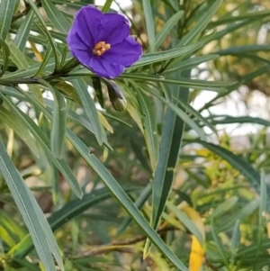 Solanum linearifolium at Fadden, ACT - 15 Jul 2023 07:49 AM