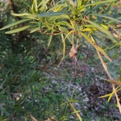 Solanum linearifolium at Fadden, ACT - 15 Jul 2023 07:49 AM