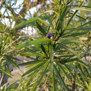 Solanum linearifolium at Fadden, ACT - 15 Jul 2023