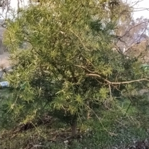 Solanum linearifolium at Fadden, ACT - 15 Jul 2023 07:49 AM