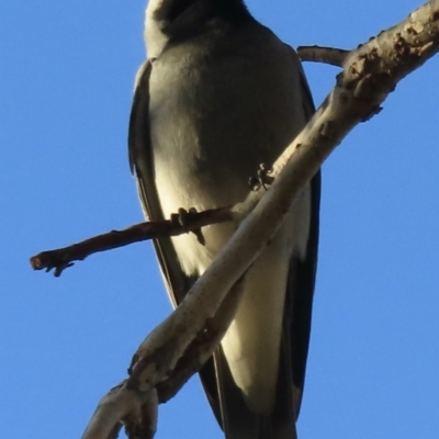 Coracina novaehollandiae (Black-faced Cuckooshrike) at Narrabundah, ACT - 1 Jul 2023 by RobParnell