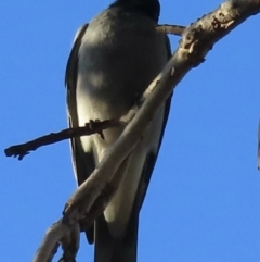 Coracina novaehollandiae at Narrabundah, ACT - 1 Jul 2023