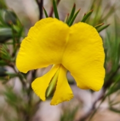 Gompholobium grandiflorum (Large Wedge-pea) at Yerriyong, NSW - 21 Sep 2022 by RobG1