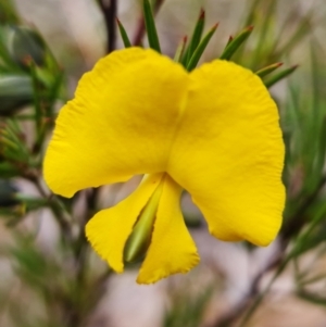 Gompholobium grandiflorum at Yerriyong, NSW - 21 Sep 2022 03:25 PM