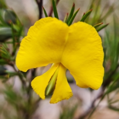 Gompholobium grandiflorum (Large Wedge-pea) at Jerrawangala National Park - 21 Sep 2022 by RobG1