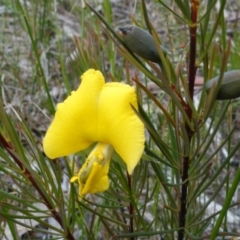 Gompholobium grandiflorum at Yerriyong, NSW - 21 Sep 2022 03:25 PM