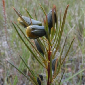 Gompholobium grandiflorum at Yerriyong, NSW - 21 Sep 2022