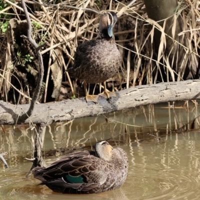 Anas superciliosa (Pacific Black Duck) at Wodonga - 15 Jul 2023 by KylieWaldon