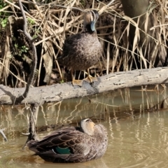 Anas superciliosa (Pacific Black Duck) at Wodonga, VIC - 15 Jul 2023 by KylieWaldon