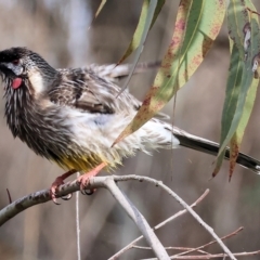 Anthochaera carunculata (Red Wattlebird) at Wodonga - 15 Jul 2023 by KylieWaldon