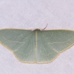 Chlorocoma carenaria (Veined Emerald) at Sheldon, QLD - 23 Mar 2007 by PJH123