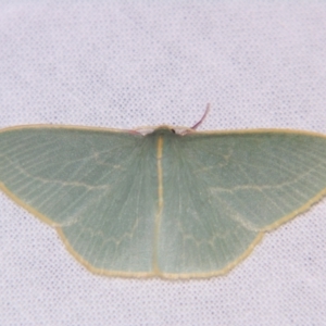 Chlorocoma carenaria at Sheldon, QLD - suppressed
