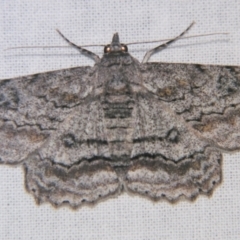 Cleora displicata (A Cleora Bark Moth) at Sheldon, QLD - 23 Mar 2007 by PJH123
