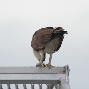 Pandion haliaetus at Dunwich, QLD - suppressed