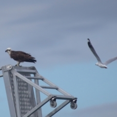 Pandion haliaetus at Dunwich, QLD - suppressed