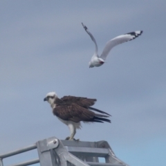 Pandion haliaetus at Dunwich, QLD - suppressed