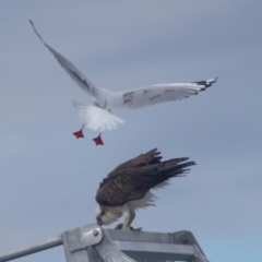 Pandion haliaetus at Dunwich, QLD - suppressed