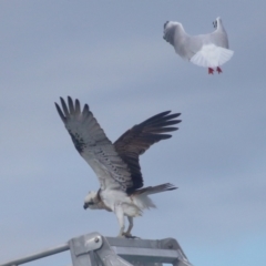 Pandion haliaetus at Dunwich, QLD - suppressed