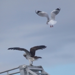 Pandion haliaetus (Osprey) at Dunwich, QLD - 12 Jul 2023 by TimL