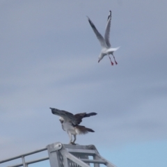 Pandion haliaetus at Dunwich, QLD - 12 Jul 2023