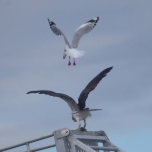 Pandion haliaetus at Dunwich, QLD - 12 Jul 2023