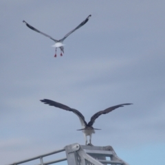 Pandion haliaetus at Dunwich, QLD - 12 Jul 2023