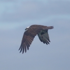 Pandion haliaetus at Dunwich, QLD - 12 Jul 2023