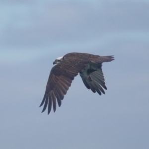 Pandion haliaetus at Dunwich, QLD - 12 Jul 2023