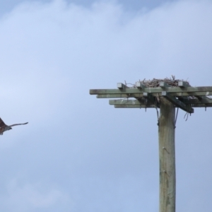 Pandion haliaetus at Dunwich, QLD - 12 Jul 2023