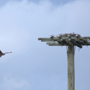 Pandion haliaetus at Dunwich, QLD - suppressed