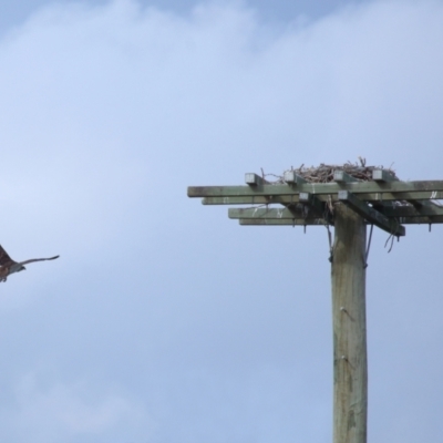 Pandion haliaetus (Osprey) at Dunwich, QLD - 12 Jul 2023 by TimL