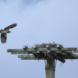 Pandion haliaetus at Dunwich, QLD - 12 Jul 2023