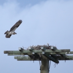 Pandion haliaetus at Dunwich, QLD - 12 Jul 2023