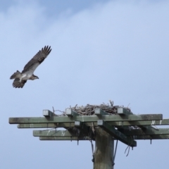 Pandion haliaetus at Dunwich, QLD - suppressed