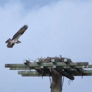 Pandion haliaetus at Dunwich, QLD - 12 Jul 2023