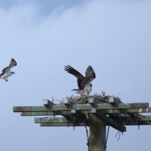 Pandion haliaetus at Dunwich, QLD - 12 Jul 2023