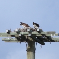 Pandion haliaetus at Dunwich, QLD - 12 Jul 2023