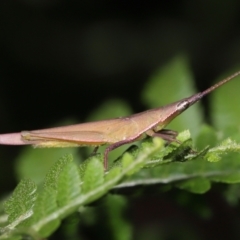 Unidentified Grasshopper (several families) at Capalaba, QLD - 5 Jul 2023 by TimL