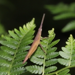 Atractomorpha sp. at Capalaba, QLD - 5 Jul 2023