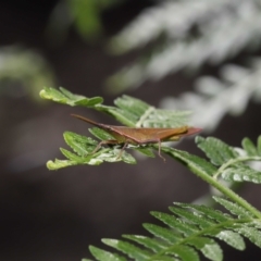 Atractomorpha sp. at Capalaba, QLD - 5 Jul 2023