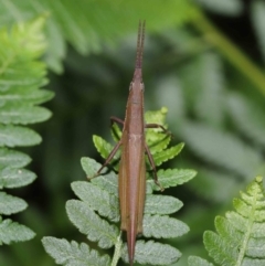 Atractomorpha sp. at Capalaba, QLD - 5 Jul 2023