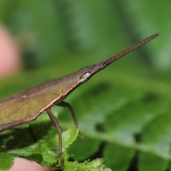 Atractomorpha sp. at Capalaba, QLD - 5 Jul 2023 10:24 AM