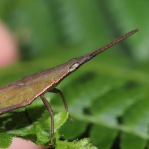 Atractomorpha sp. at Capalaba, QLD - 5 Jul 2023 10:24 AM