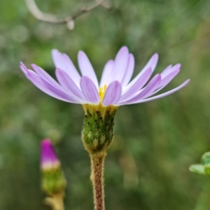 Olearia tomentosa at Wandandian, NSW - 21 Sep 2022