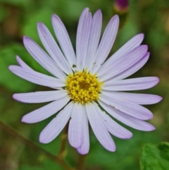 Olearia tomentosa at Wandandian, NSW - 21 Sep 2022 11:20 AM